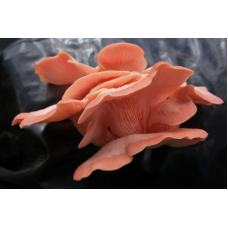 Мицелий Вешенки розовой / Розовый фламинго (Pleurotus djamor) Мицелий Вешенки розовой / Розовый фламинго (Pleurotus djamor)